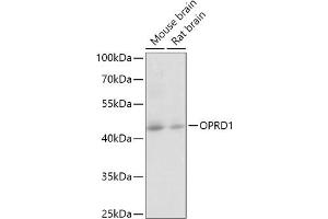 Western blot analysis of extracts of various cell lines, using OPRD1 antibody (ABIN6133674, ABIN6145040, ABIN6145042 and ABIN6224506) at 1:1000 dilution. (OPRD1 Antikörper  (C-Term))