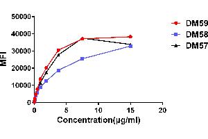 Affinity ranking of different Rabbit anti-CD27 mAb clones by titration of different concentration onto Raji cells. (Rekombinanter CD27 Antikörper  (AA 20-191))