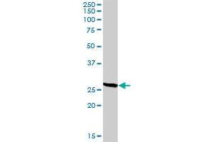 CD209 MaxPab rabbit polyclonal antibody. (DC-SIGN/CD209 Antikörper  (AA 1-404))