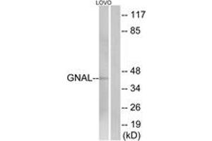Western Blotting (WB) image for anti-Guanine Nucleotide Binding Protein, alpha Stimulating, Olfactory Type (GNAL) (AA 41-90) antibody (ABIN2890369) (GNAL Antikörper  (AA 41-90))