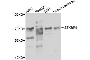 Western blot analysis of extracts of various cell lines, using STXBP4 antibody (ABIN5974546) at 1/1000 dilution. (STXBP4 Antikörper)