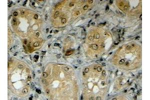 ABIN2563715 (4µg/ml) staining of paraffin embedded Human Kidney. (LRP5 Antikörper  (Internal Region))