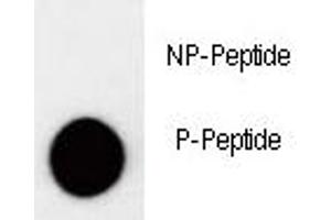 Dot blot analysis of phospho-p27Kip1 antibody. (CDKN1B Antikörper  (pThr157))