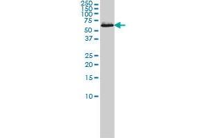 Western Blotting (WB) image for anti-Chaperonin Containing TCP1, Subunit 7 (Eta) (CCT7) (AA 425-528) antibody (ABIN564614)