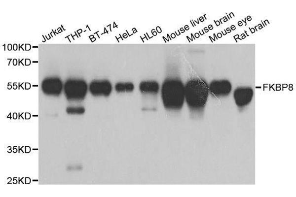 FKBP8 Antikörper  (AA 60-270)