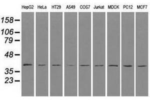 Image no. 2 for anti-CD4 (CD4) antibody (ABIN1497293) (CD4 Antikörper)