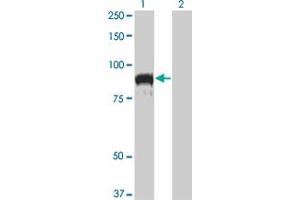 Western Blot analysis of TOP3B expression in transfected 293T cell line by TOP3B monoclonal antibody (M04), clone 1H4. (TOP3B Antikörper  (AA 1-862))