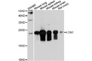 Western blot analysis of extracts of mouse testis, using LCN2 antibody (ABIN5971625) at 1/1000 dilution. (Lipocalin 2 Antikörper)