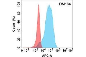 Flow cytometry analysis with Anti-CD40L (DM164) on Expi293 cells transfected with human CD40L (Blue histogram) or Expi293 transfected with irrelevant protein (Red histogram). (CD40 Ligand Antikörper  (AA 99-330))