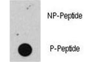 Dot blot analysis of phospho-Rb antibody. (Retinoblastoma Protein (Rb) Antikörper  (pSer608))