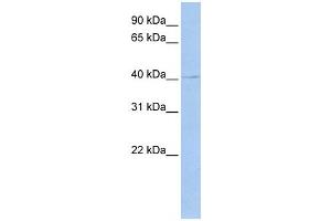 Western Blotting (WB) image for anti-TEA Domain Family Member 4 (TEAD4) antibody (ABIN2458026) (TEAD4 Antikörper)