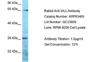 Western Blotting (WB) image for anti-Villin-Like (VILL) (N-Term) antibody (ABIN971993) (VILL Antikörper  (N-Term))