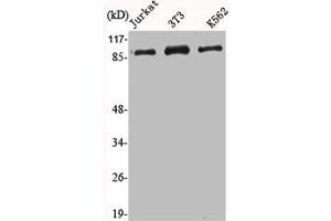 Western Blot analysis of Jurkat NIH-3T3 K562 cells using HSP90A Polyclonal Antibody (HSP9AA1 (C-Term) Antikörper)