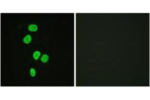 Immunofluorescence (IF) image for anti-TBC1 Domain Family, Member 4 (TBC1D4) (AA 611-660) antibody (ABIN2888647) (TBC1D4 Antikörper  (AA 611-660))