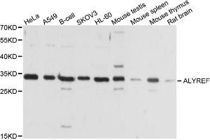 Western blot analysis of extracts of various cell lines, using ALYREF antibody (ABIN1877039) at 1:1000 dilution. (THO Complex 4 Antikörper)