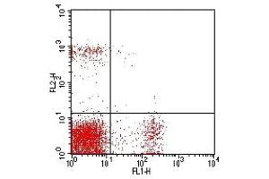 Flow Cytometry (FACS) image for anti-CD8, CD4 antibody (FITC,PE) (ABIN2145428) (CD8, CD4 Antikörper (FITC,PE))