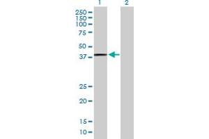 Western Blot analysis of PTGES2 expression in transfected 293T cell line by PTGES2 MaxPab polyclonal antibody. (PTGES2 Antikörper  (AA 1-377))