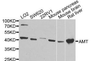 Western blot analysis of extracts of various cell lines, using AMT antibody (ABIN6003634) at 1/1000 dilution. (Aminomethyltransferase Antikörper)