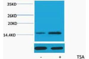 Western Blotting (WB) image for anti-Histone H2A (acLys15) antibody (ABIN3178824) (Histone H2A Antikörper  (acLys15))