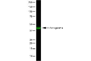 Western Blotting (WB) image for anti-Actin, gamma 1 (ACTG1) antibody (ABIN2477268) (Actin, gamma 1 Antikörper)