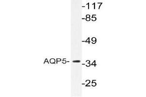 Western blot analysis of AQP5 Antibody in extracts from HUVECcells. (Aquaporin 5 Antikörper)