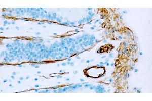 Normal human colon: immunohistochemical staining for Caveolin-1. (Caveolin Antikörper  (N-Term))