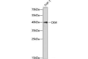 Western blot analysis of extracts of THP-1 cells using CKM Polyclonal Antibody at dilution of 1:1000. (CKM Antikörper)