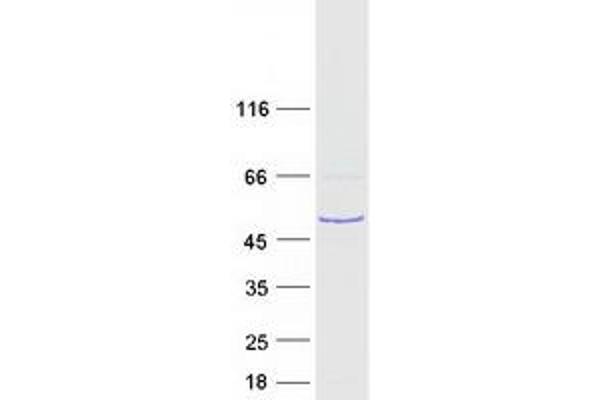 RSPH1 Protein (Myc-DYKDDDDK Tag)