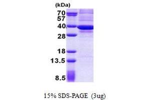 ATP5C1 Protein (AA 26-298) (His tag)