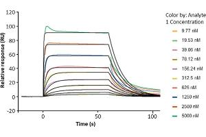 Assessment of binding of human FcRn, immobilized on a CM5 chip via an anti-His antibody, to anti-HER2 human IgG1 (trastuzumab) using a Biacore 8K instrument. (FcRn Protein (AA 24-297) (His-Avi Tag,Biotin))