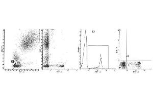 Image no. 1 for anti-CD8 (CD8) antibody (FITC) (ABIN1106577) (CD8 Antikörper  (FITC))