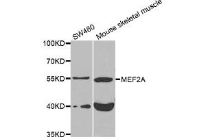 Western blot analysis of extracts of various cell lines, using MEF2A antibody (ABIN5975855) at 1/1000 dilution. (MEF2A Antikörper)
