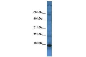 Western Blot showing TMEM141 antibody used at a concentration of 1 ug/ml against Fetal Liver Lysate (TMEM141 Antikörper  (C-Term))