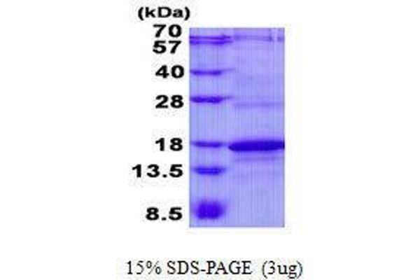 CD247 Protein