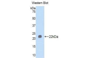 Western Blotting (WB) image for anti-Left-Right Determination Factor 1 (LEFTY1) (AA 167-332) antibody (ABIN1859642) (LEFTY1 Antikörper  (AA 167-332))