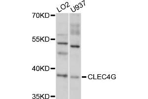 Western blot analysis of extracts of various cell lines, using CLEC4G antibody (ABIN5997464) at 1/1000 dilution. (CLEC4G Antikörper)