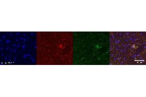 Immunohistochemistry (IHC) image for anti-Aquaporin 4 (AQP4) antibody (ABIN7456316) (Aquaporin 4 Antikörper)