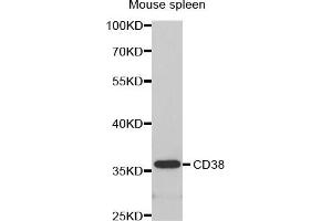Western Blotting (WB) image for anti-CD38 antibody (ABIN1871623) (CD38 Antikörper)
