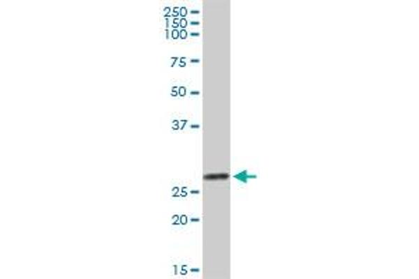 Galectin 3 Antikörper  (AA 1-250)