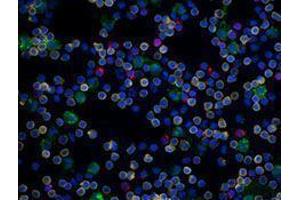 Immunofluorescence (IF) image for anti-CD19 Molecule (CD19) antibody (Alexa Fluor 594) (ABIN2656820) (CD19 Antikörper  (Alexa Fluor 594))