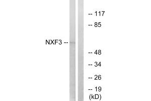 Western blot analysis of extracts from MCF-7 cells, using NXF3 antibody. (NXF3 Antikörper  (Internal Region))