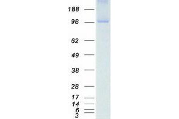 NEK9 Protein (Myc-DYKDDDDK Tag)