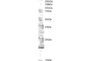 Western Blotting (WB) image for anti-Ubiquitin-Conjugating Enzyme E2 Variant 2 (UBE2V2) (N-Term) antibody (ABIN2465951) (UBE2V2 Antikörper  (N-Term))