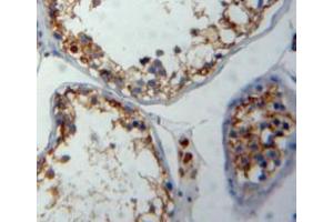 Used in DAB staining on fromalin fixed paraffin-embedded testis tissue (FNBP1 Antikörper  (AA 348-529))