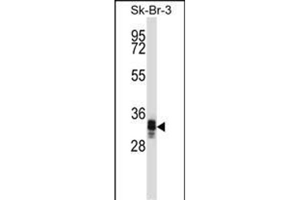 UBXN10 Antikörper  (AA 157-185)