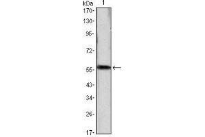 Western Blot showing CCND1 antibody used against CCND1 (AA: 1-295)-hIgGFc transfected HEK293 cell lysate. (Cyclin D1 Antikörper)