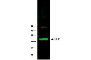 Image no. 1 for anti-Green Fluorescent Protein (GFP) antibody (ABIN1101738) (GFP Antikörper)