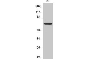 Western Blot analysis of HT29 cells using GNL3L Polyclonal Antibody diluted at 1:2000. (GNL3L Antikörper  (AA 40-120))