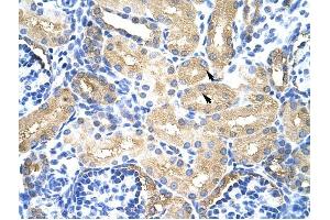 MTHFSD antibody was used for immunohistochemistry at a concentration of 4-8 ug/ml to stain Epithelial cells of renal tubule (arrows) in Human Kidney. (MTHFSD Antikörper  (N-Term))