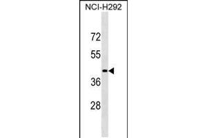 Western blot analysis in NCI-H292 cell line lysates (35ug/lane). (LIPN Antikörper  (C-Term))